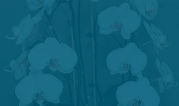 Orchid Widget Background