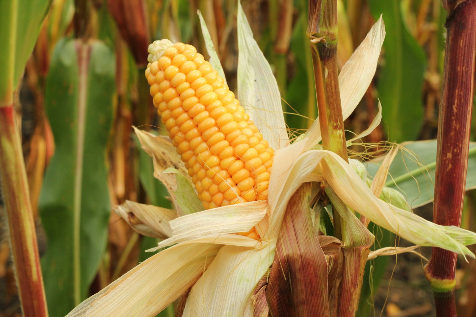 Corn on the cob, a summer favorite that needs common sense with crowns and veneers