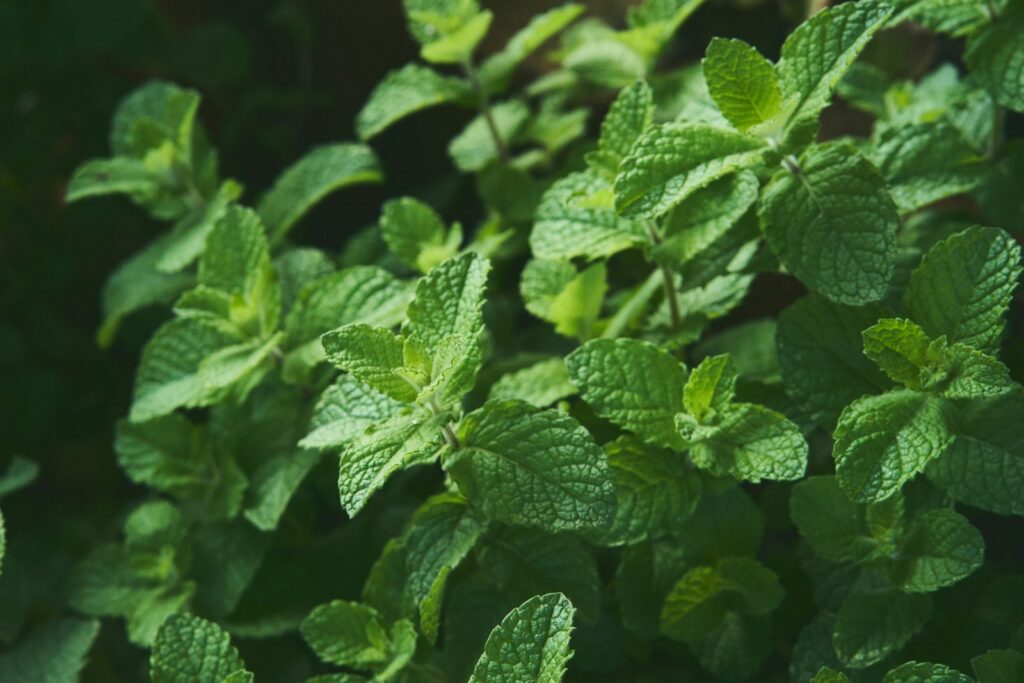 Fresh breath is the goal after addressing the causes of halitosis in Belmont MA