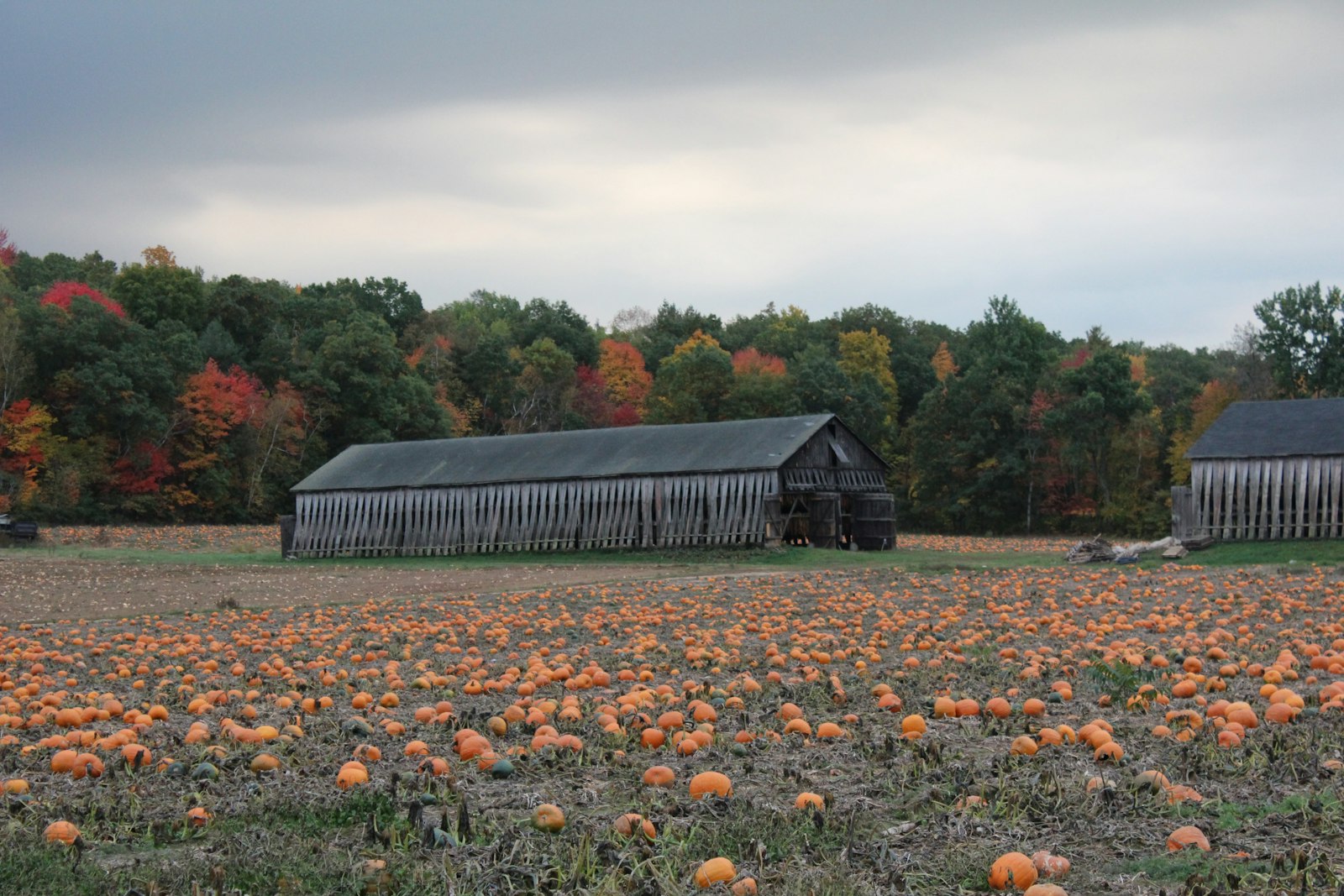 A New England pumpkin patch in autumn near Cambridge MA